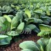 White Stem Pak Choi Cabbage Seeds: 25 Lb - Bulk, Non-GMO Pakchoi Sprouting Seeds - Microgreens, Vegetable Gardening   565432876
